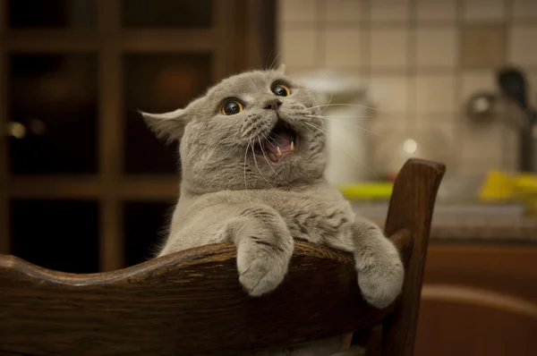Орущий кот