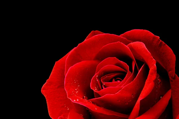 Red rose closeup on back blackground wallpaper — Stock Photo, Image