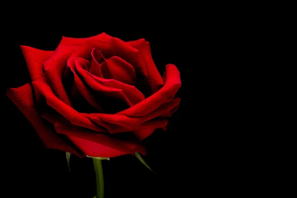 Vermelho rosa closeup no fundo traseiro papel de parede — Fotografia de Stock