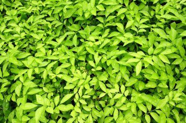 Yeşil yaprak dokusu