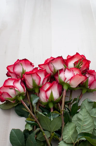 Roze rozen — Stockfoto