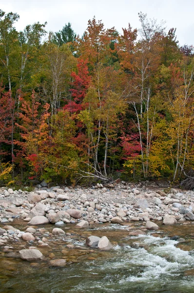 Mountain river and fall forest — Stock Photo, Image