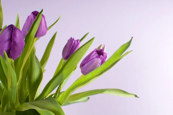 淡紫色背景紫色郁金香花 — 图库照片