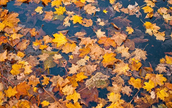 Liści jesienią żółte — Zdjęcie stockowe