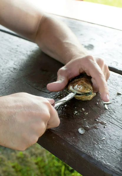 Człowiek ręce shucking ostrygi na stole piknikowym — Zdjęcie stockowe