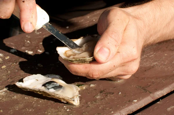 Verse oesters Schelpen met mes Stockafbeelding