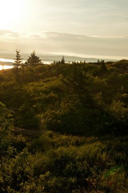 Altın gündoğumu orman üzerinde ışık