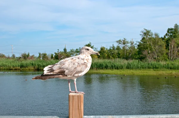 Grey brown seagull sitting Stock Photo