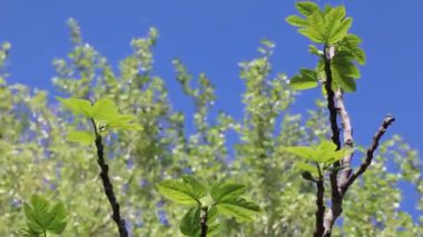 Çiçek açan ağaçlar bahar rüzgarında sallanıyor..