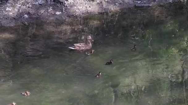 Mama Rață Rațele Înoată Amonte Într Râu Puii Foarte Drăguți — Videoclip de stoc