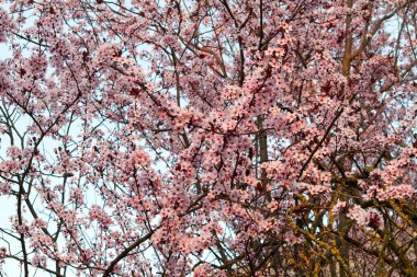 İlkbaharın sonlarında açan çiçek ağaçları..