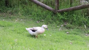 Şirin ördek parkta hızla ilerliyor.