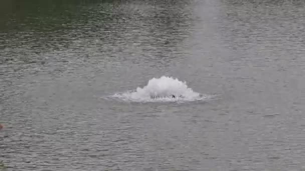 Kleine Fontäne Mit Wasserdurchfluss Zur Erhöhung Des Gelösten Sauerstoffs Künstlichen — Stockvideo