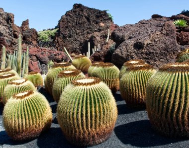 Lanzarote, Kanarya Adaları, İspanya, 20 Mayıs 2022: Lanzarote Adası 'ndaki Guatiza Köyü' nde kaktüs bahçesi. Kanarya Adaları, İspanya.