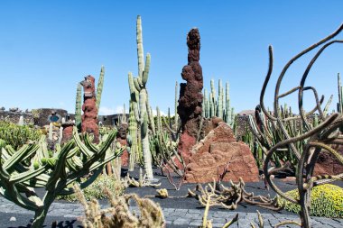Lanzarote, Kanarya Adaları, İspanya, 20 Mayıs 2022: Lanzarote Adası 'ndaki Guatiza Köyü' nde kaktüs bahçesi. Kanarya Adaları, İspanya.