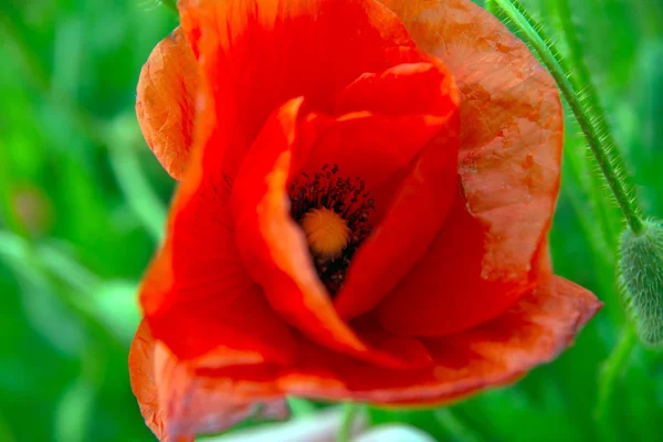 Roter Mohn — Stockfoto