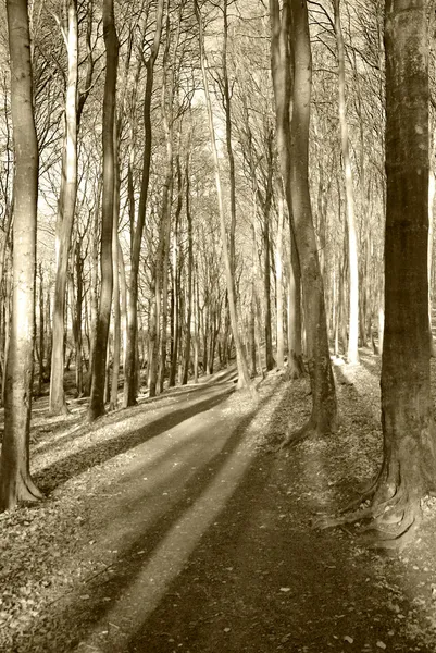 Beech forest — Stock Photo, Image