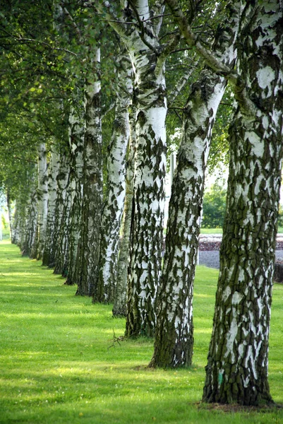 Huş avenue