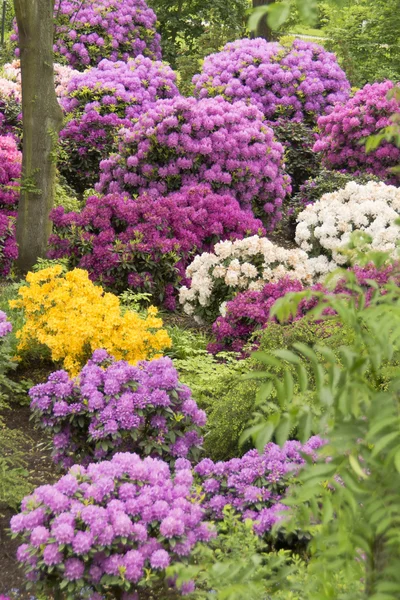 Rhododendron — Stockfoto