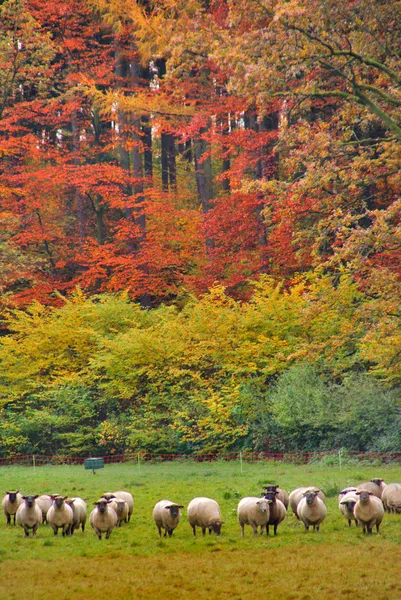 Flock of sheep — Stock Photo, Image