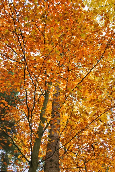 Herbst — Stockfoto