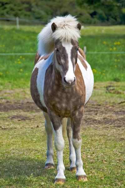 Islandia pony — Foto de Stock