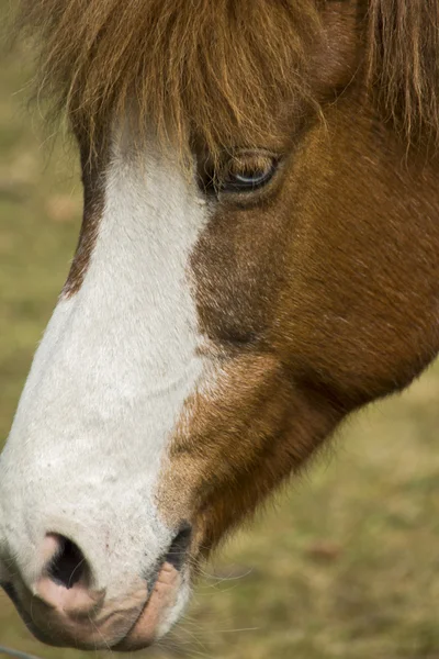 Islandia pony — Foto de Stock
