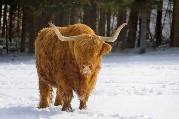 Scottish Highland Cattle Snowy Meadow — Stock Photo, Image