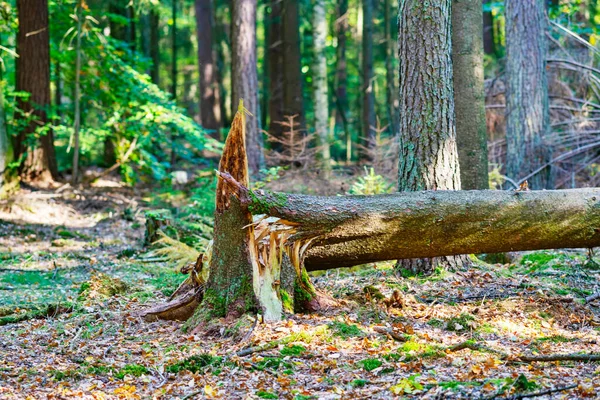 Padlý Strom Lese Bouři Zaměření Vpravo — Stock fotografie