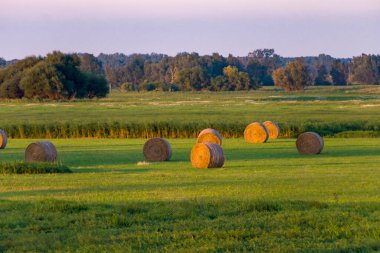 Yeşil bir çayırda saman balyaları 