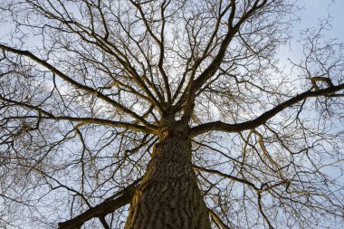 Baharda çıplak bir meşe ağacının solucan bakışı görüntüsü 