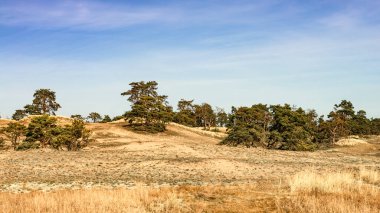 Almanya 'nın Mecklenburg-Batı Pomerania kentindeki Elbtalaue Biyosfer rezervinde kum manzarası