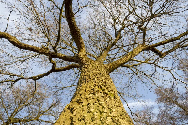 Worm Eye View Bare Oak Tree Spring — Stock Photo, Image