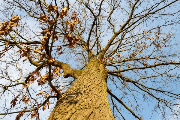 Worm Eye View Bare Oak Tree Spring — стоковое фото
