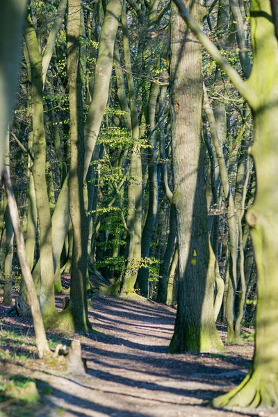 Camino Forestal Primavera Con Sol — Foto de Stock