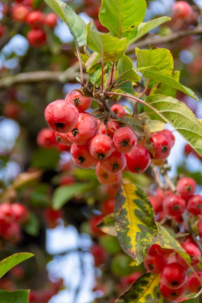 Red Aronia Aronia Berry Chokeberry — Stock Photo, Image