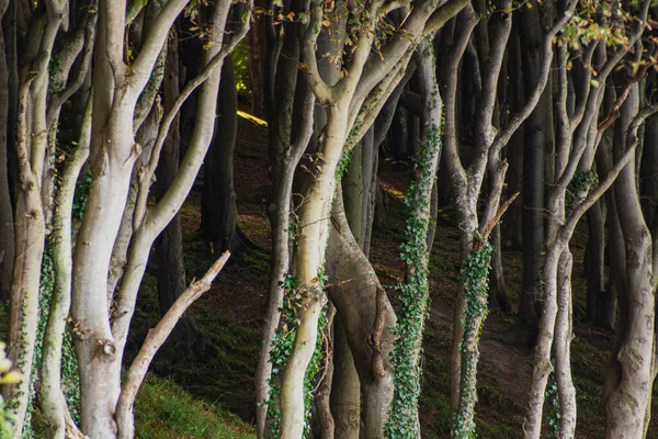 Hayas Rústicas Bosque Fiordo Flensborg Alemania — Foto de Stock