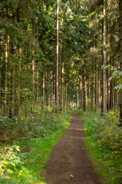 Sentiero Forestale Una Foresta Conifere Germania Vicino Fiume Elba — Foto Stock