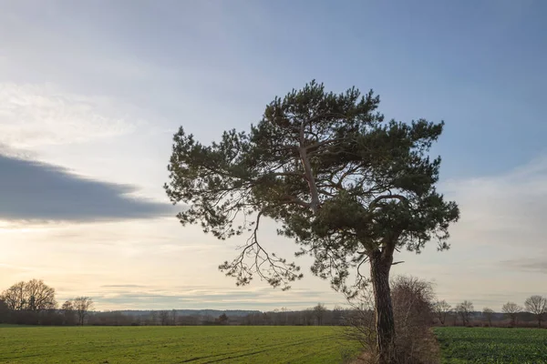 Grande Pino Nel Campo — Foto Stock