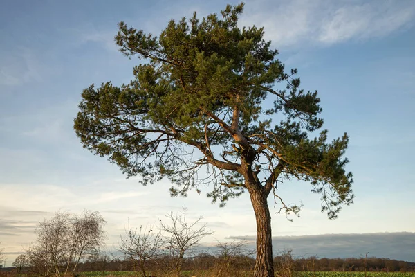 Large Pine Tree Field — Stock Photo, Image