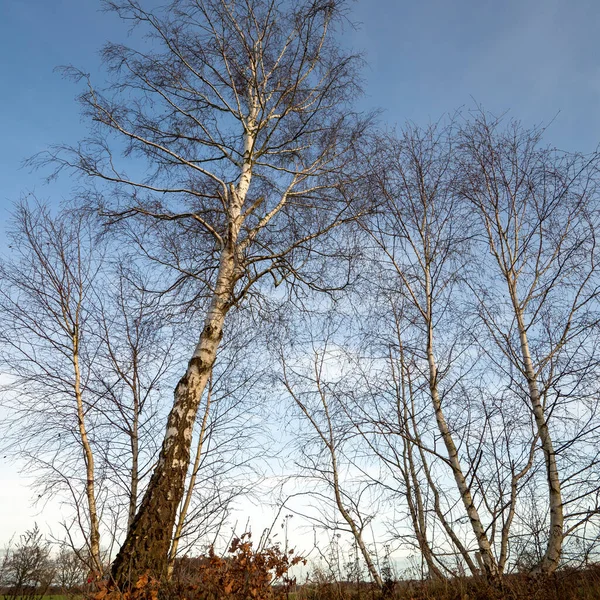 Birch Trees Blue Sky — Stock Photo, Image
