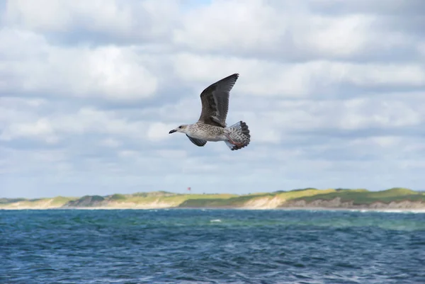 Una Joven Gaviota Vuelo Costa Del Mar Del Norte Dinamarca —  Fotos de Stock