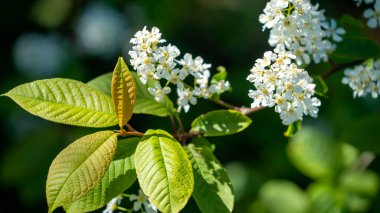 Bahar mevsiminde taze yeşille beyaz yaşlı bir dal.