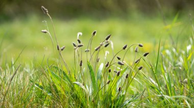 Yaz mevsiminde çayır otlağının kenarındaki yeşil otlaklı muz. 