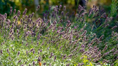 Yazın bahçede lavanta çiçeği 
