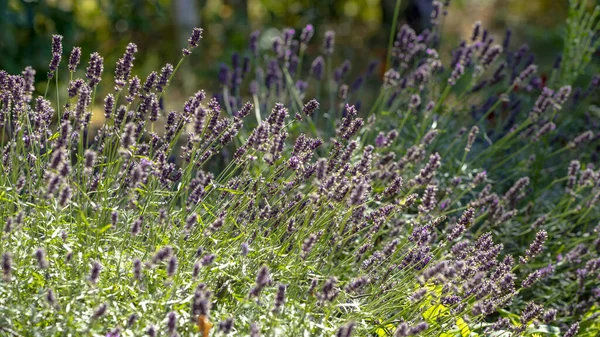 Fiore Lavanda Giardino Estate — Foto Stock