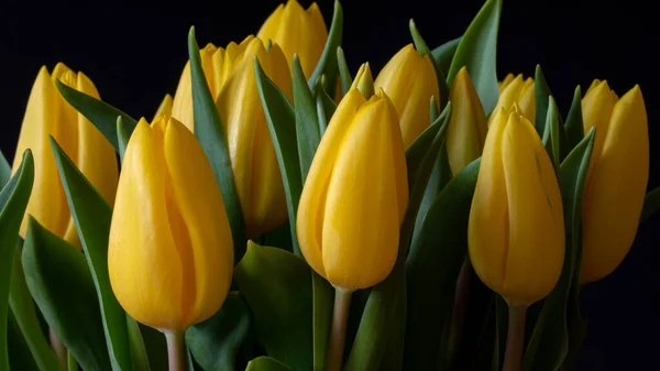 Żółte Tulipany Kwiaty Zbliżenie Ciemnym Tłem — Zdjęcie stockowe