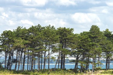 Danimarka 'nın Baltık Denizi kıyısındaki kozalaklı ağaçlar 