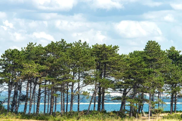 Árboles Coníferas Costa Del Mar Báltico Dinamarca —  Fotos de Stock