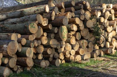 Devrilmiş koca bir yığın ağaç.